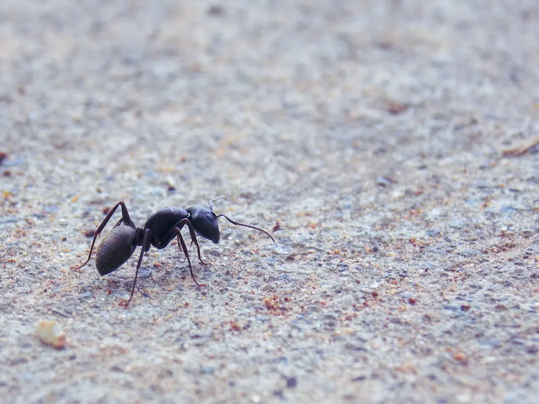 Ant Control and Inspection property context