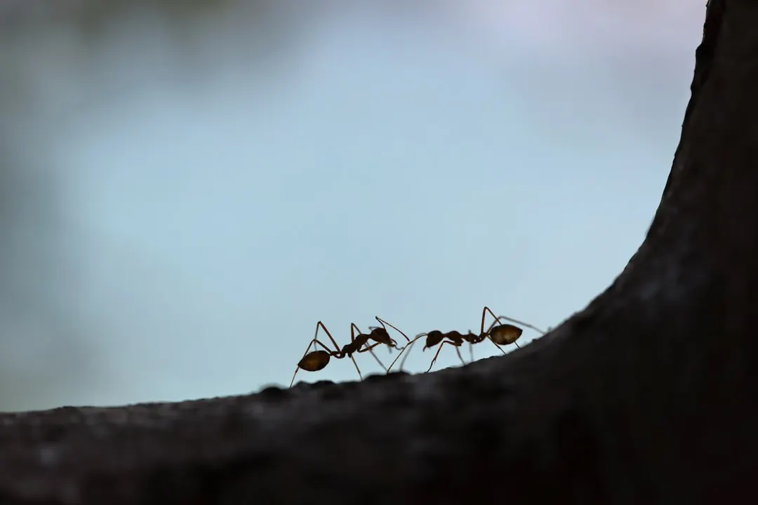Ants traveling along tree bark