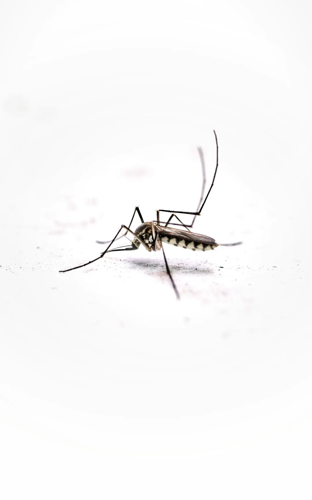 Mosquito isolated against a light background