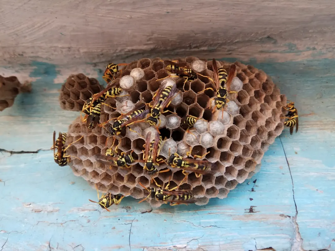 Active wasp nest on a weathered wooden surface