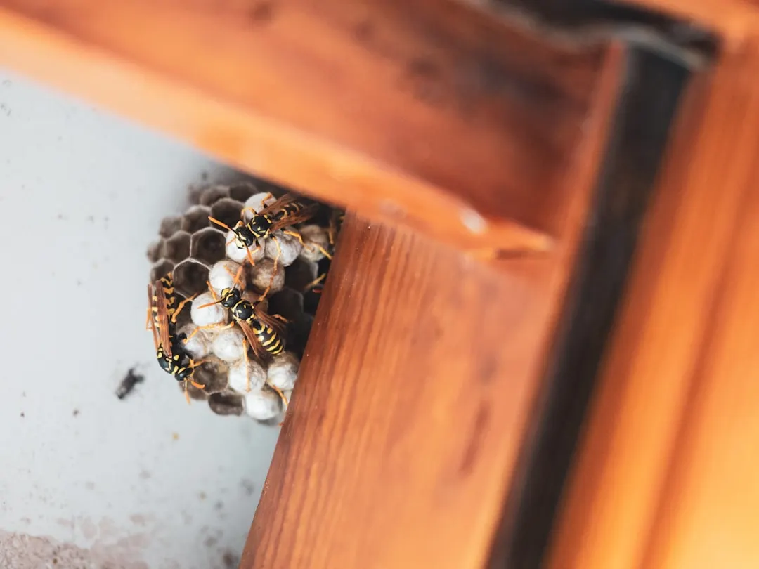 Wasp nest beneath an exterior overhang